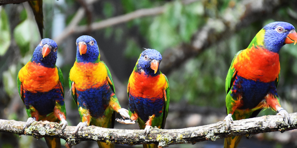 Sie freuen sich für ihre Artgenossen aus Südamerika: Die Allfarbloris leben im Zoo bereits in einer schönen Voliere in der Australienanlage.