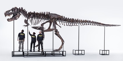 Nils Knötschke, Yolanda Schicker-Siber und Tom Schicker vom Sauriermuseum Aathal-Team (v.l.) beim mächtigen T. rex «TRINITY».
