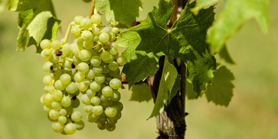 Das Rebjahr 2019 startete langsam, verlief im Sommer sprunghaft und wurde zum Schluss wieder gebremst. (Bild: zvg)