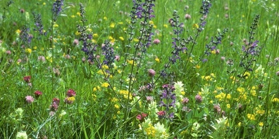 Die Schweiz hat in Bezug auf die Biodiversitätsziele Handlungsbedarf.
