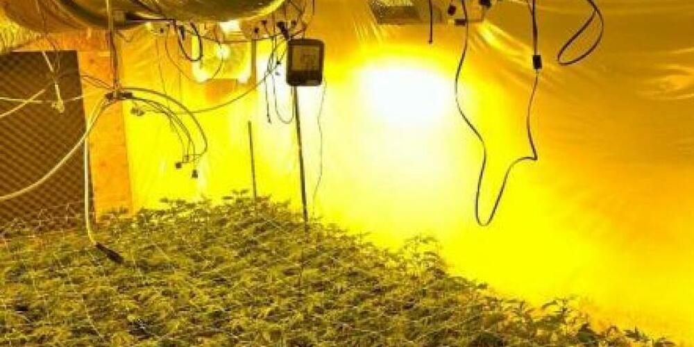 Die Kantonspolizei Zürich hat Hanfindooranlagen mit mehreren tausend Pflanzen ausgehoben.