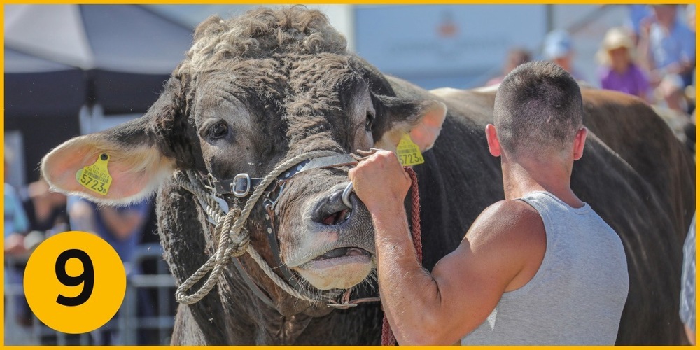 Im September finden vielerorts die traditionellen Viehschauen statt. 