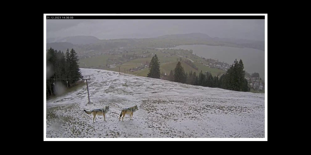 Wölfe am Friherrenberg in Einsiedeln? Nein! Das Bild ist gefälscht.