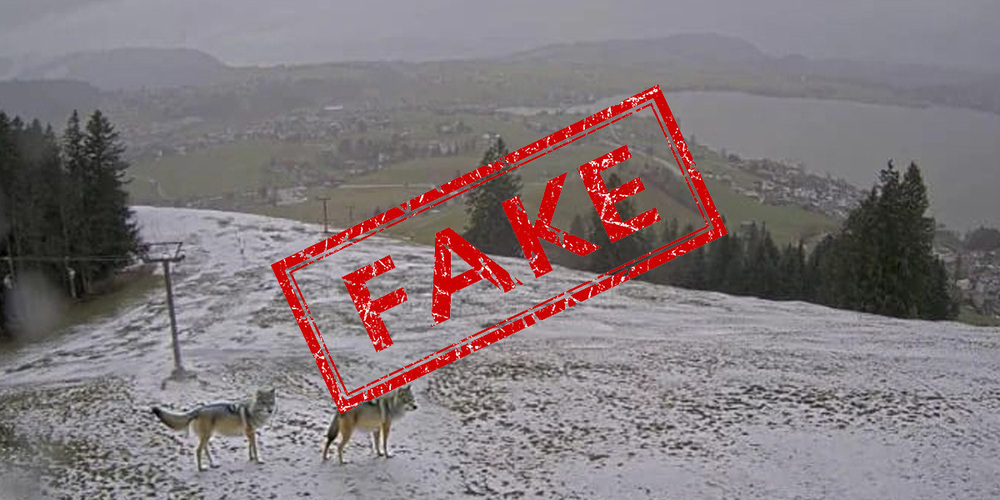 Wölfe am Friherrenberg in Einsiedeln? Nein! Das Bild ist gefälscht.