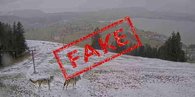 Wölfe am Friherrenberg in Einsiedeln? Nein! Das Bild ist gefälscht.