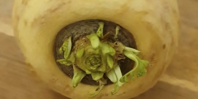 Die Pastinake wächst wie das Rüebli oder der Rettich unter der Erde.