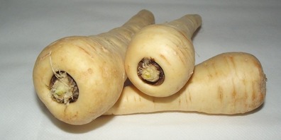 Die Pastinake wächst wie das Rüebli oder der Rettich unter der Erde.