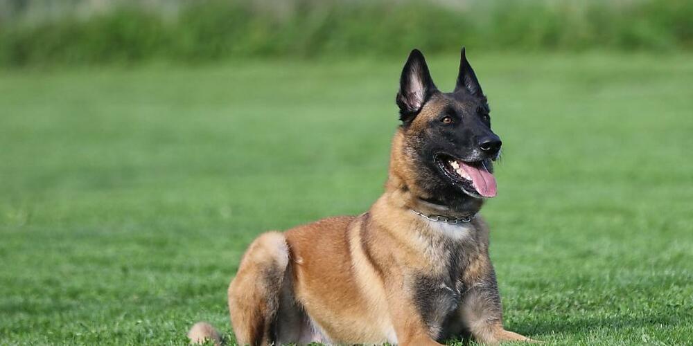 Polizeihund Chevy spürte den nassen Einbrecher auf.