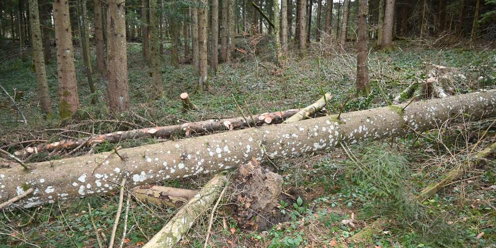 Holzarbeiten im Forst sind immer gefährlich