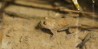 Mit den Amphibienteichen soll in der Region Höfe die Gelbbauchunke gefördert werden. (Bild: zvg)