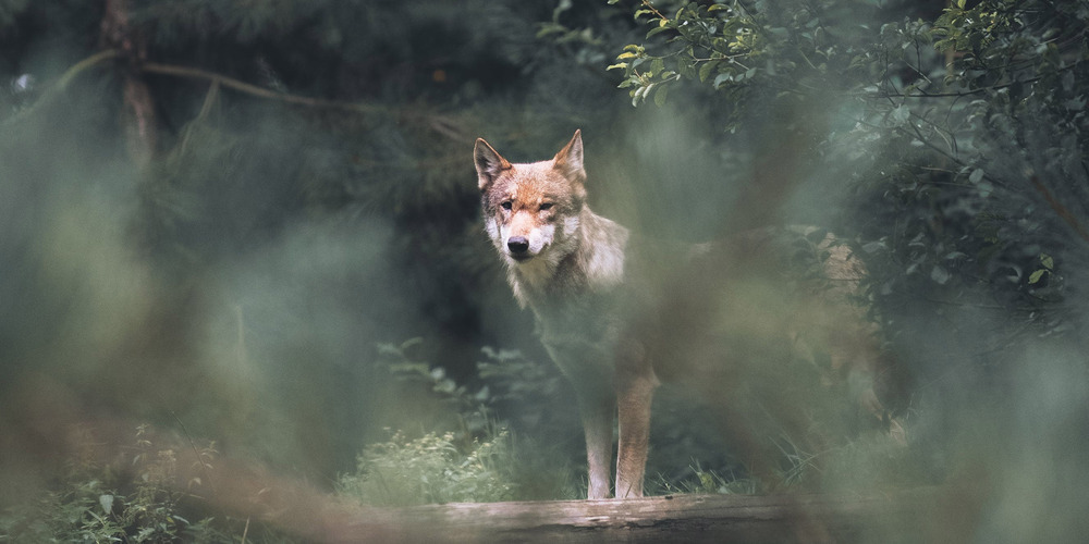 Im Kanton Schaffhausen soll ein junger Wolf gesichtet worden sein. (Symbolbild)