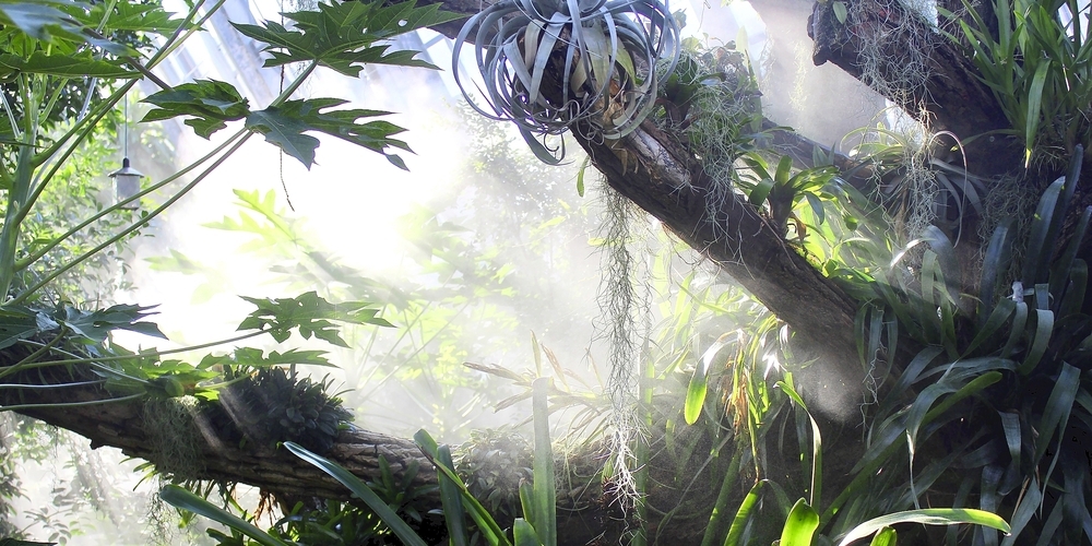 Ein Blick ins Tropenhaus der Stadtgärtnerei mit mehreren Aufsitzerpflanzen.