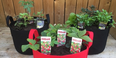 «Sackgsund», ein Geschenk für jedermann… Jetzt bestellbar beim Gartencenter Grünenfelder.