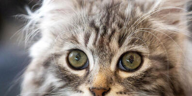 Der Zürcher Kantonsrat will, dass Massnahmen gegen die Vermehrung von Freigängerkatzen geprüft werden. (Symbolbild)