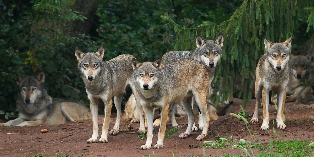 Auf der Abschussliste: der Wolf in der Schweiz.