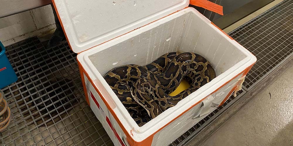 Die gefundene Schlange wiegt rund 15 Kilogramm.