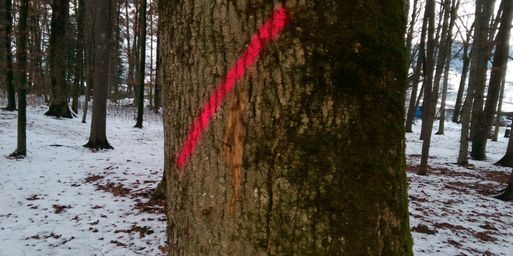 Der Holzschlag ist aus Sicherheitsgründen nötig.