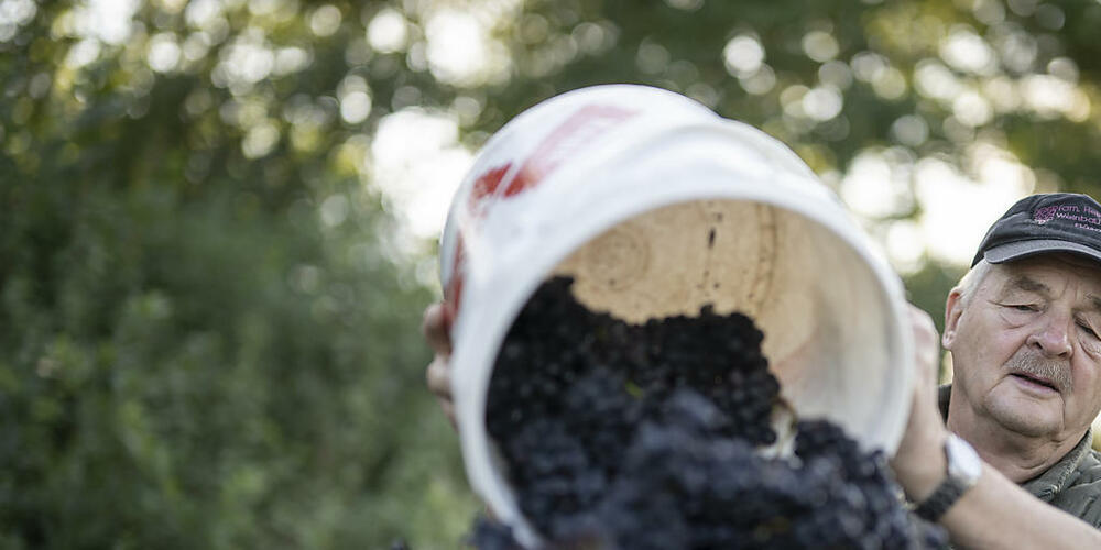 Eine Pflanzenkrankheit, Hagel und Hitzewellen vermiesten den Bündner Winzerinnen und Winzern das Rebjahr 2023. (Archivbild)