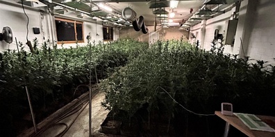 Die illegale Indoor-Hanfanlage in Rüti ZH enthielt THC- statt CBD-haltigen Hanf.