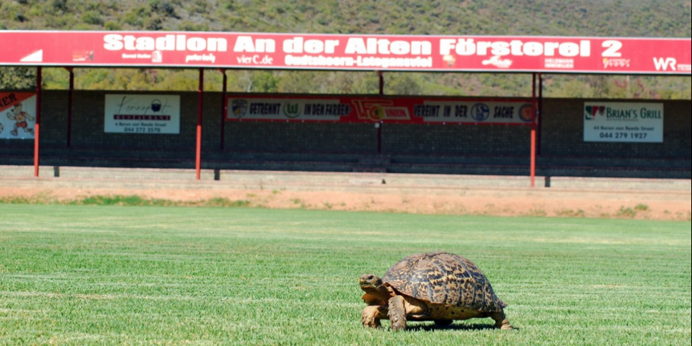 In Südafrika läuft auch mal eine Schildkröte über den Rasen.