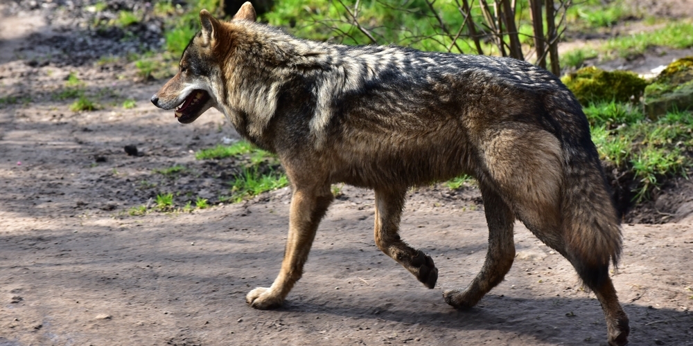 Auf einer Strasse in Mollis im Kanton Glarus wurde ein junges Wolfsmännchen überfahren. (Themenbild)