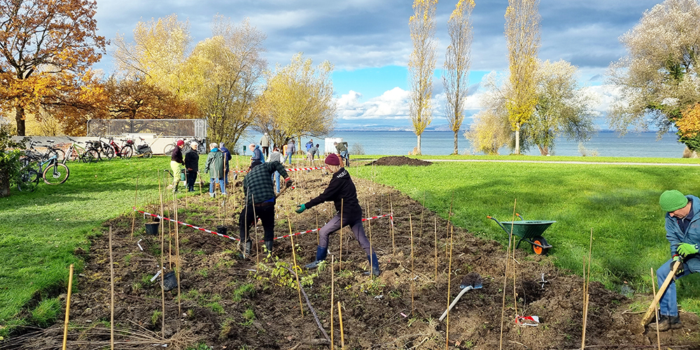 Auf der Arboner Allmend am See wurde eine vielfältige Naschhecke mit heimischen Gehölzen für Mensch und Tier angelegt.