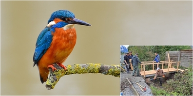Der Verein Schänner Natur ermöglicht Einblicke in faszinierende Lebensräume. Mit etwas Glück sieht man sogar einen Eisvogel (grosses Bild).