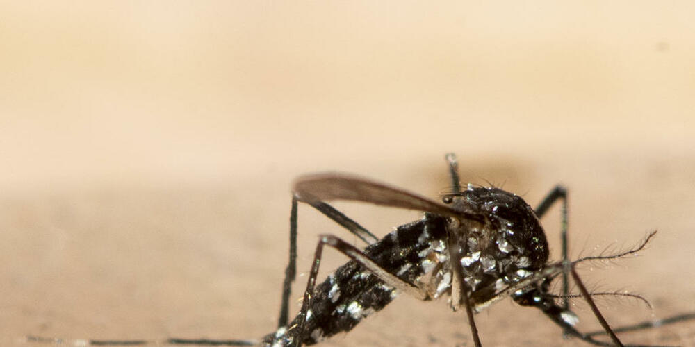 Die Tigermücke konnte sich bisher nicht in Zürich ansiedeln. Ende September wurden aber wieder einzelne Exemplare entdeckt. (Archivbild)
