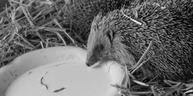 So herzig: Ein Igel 1974 in einer Überwinterungsstation.