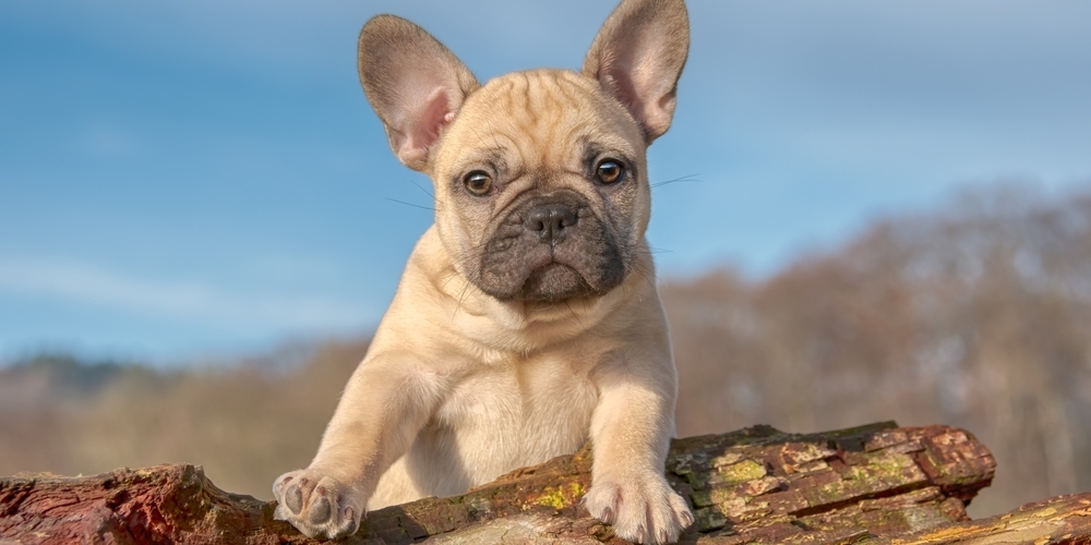 Eine französische Bulldogge wurde Opfer eines Diebstahls