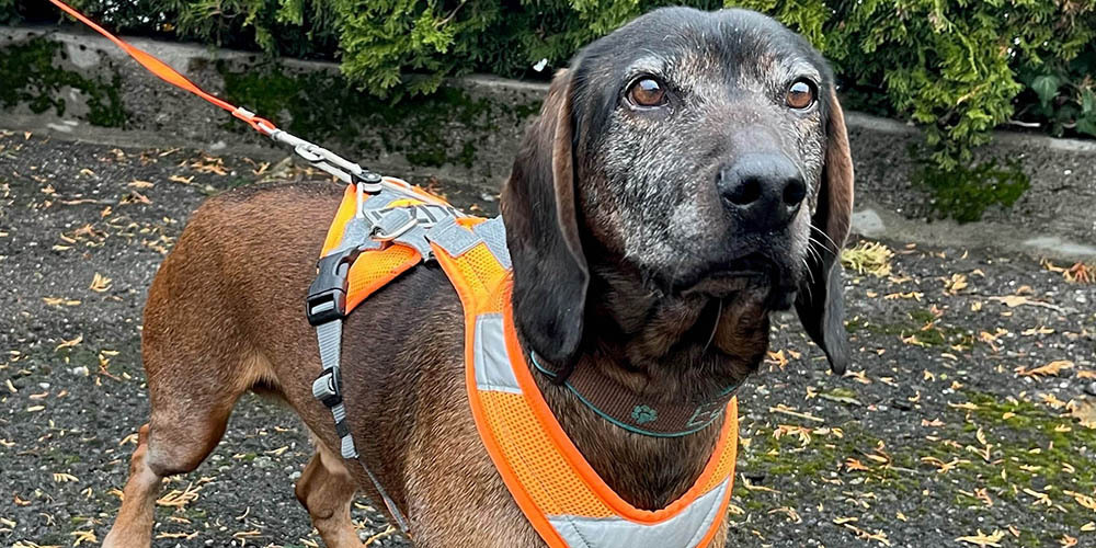 Eddy fand die vermisste Person am Bahnhof Baar.