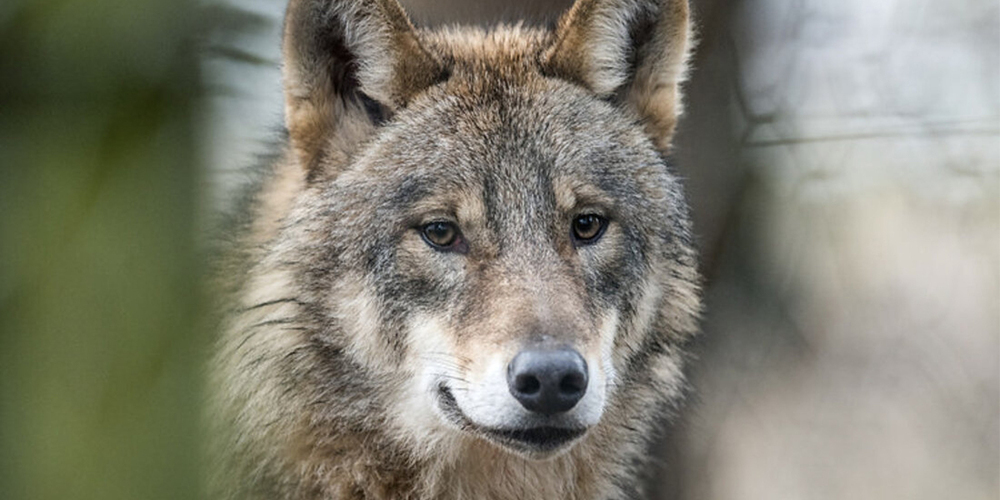 Der Wolf streift auch im oberen Toggenburg umher.