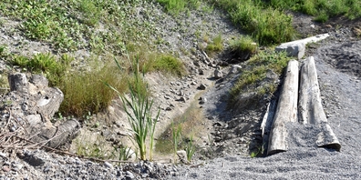 Das Areal der Kiesgrube Häbligen bietet diversen Tier- und Pflanzenarten Lebensraum und leistet einen wichtigen Biodiversitäts-Beitrag.