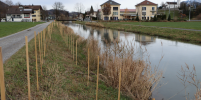 Beim Rheintaler Binnenkanal in Rüthi wurden neue Hecken angepflanzt, welche den Kleinlebewesen als Rückzugsort und Nahrungsquelle dienen werden. 