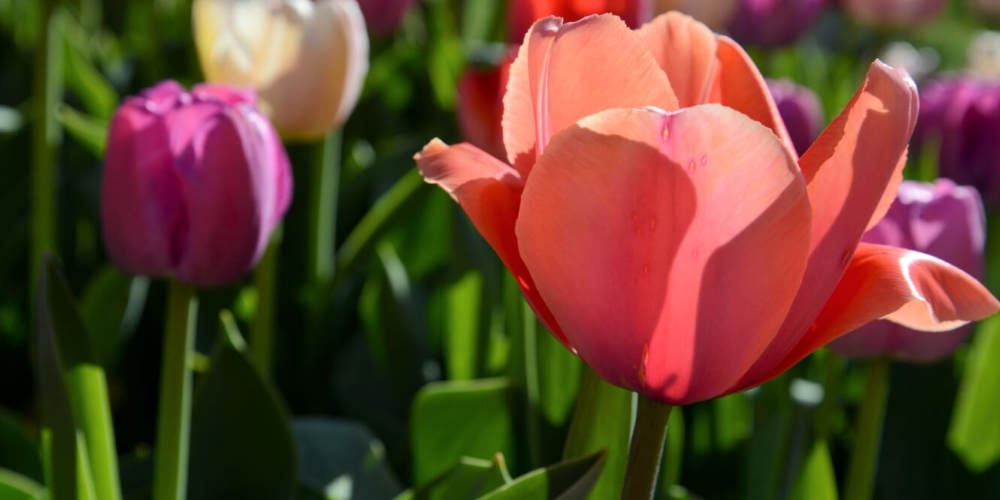 Tulpen im morgendlichen Gegenlicht: Zeit für die Natur.