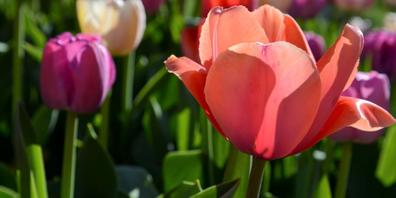 Tulpen im morgendlichen Gegenlicht: Zeit für die Natur.