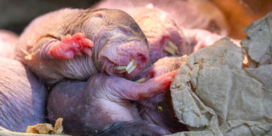 Der Nacktmull-Staat im Zoo Zürich umfasst derzeit 35 Tiere.