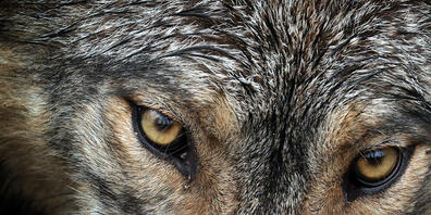 Am Wochenende wurde ein angeblicher Wolf im Kanton Schwyz gesichtet und gefilmt. (Symbolbild)