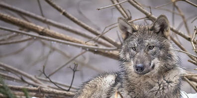 Im liechtensteinischen Saminatal sind Wölfe unterwegs. (Symbolbild)