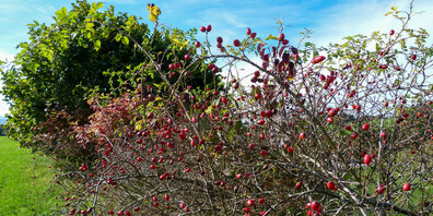 Im Pro Riet-Wildsträucherkurs lernen die Teilnehmenden verschiedene Schnittmethoden kennen.