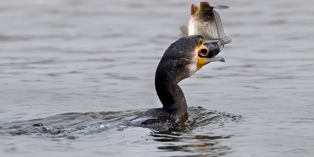 Damit die gefährdeten Äschen im Linthkanal besser laichen können, planen zwei Kantone mehr Abschüsse der fischfressenden Kormorane. (Symbolbild)