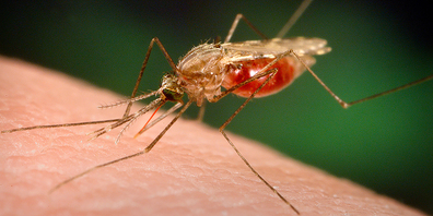 Die Parasiten, die Malaria auslösen, werden von Mücken auf den Menschen übertragen.