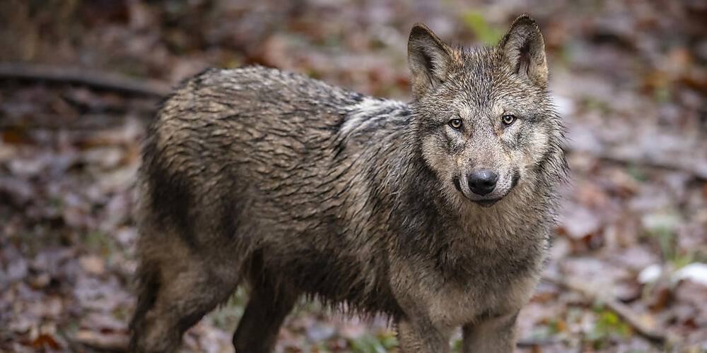 Bei einer Bündner Wölfin wurden Hinweise auf Wilderei gefunden. Das kantonale Amt für Jagd und Fischerei erstattete Anzeige. (Archivbild)