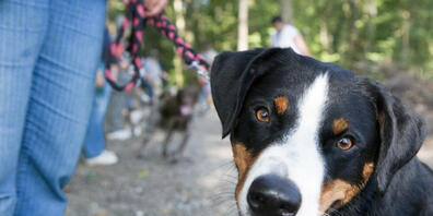 Eine Zürcher Hundehalterin erhält ihren beschlagnahmten Vierbeiner definitiv nicht zurück. Sie hatte es wegen ihrer Alkoholabhängigkeit nicht geschafft, einen Termin für die Abholung zu vereinbaren. (Symbolbild)