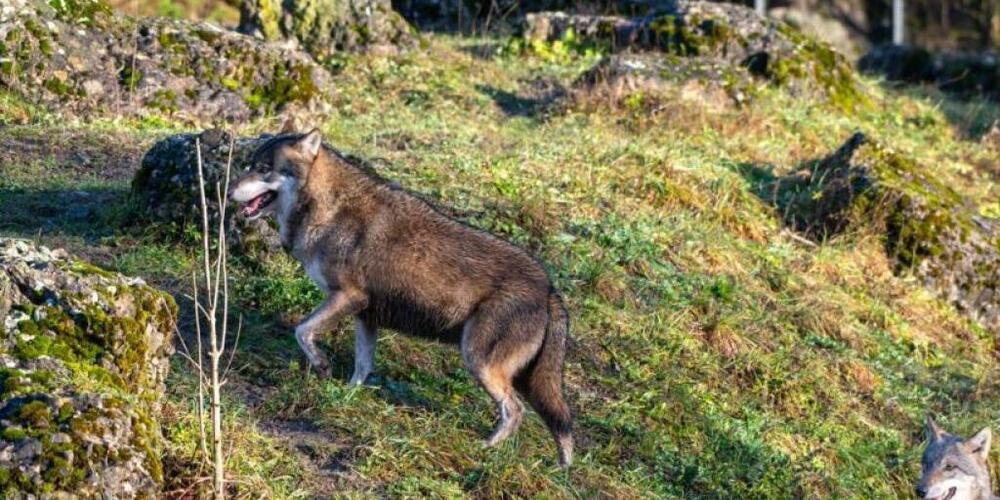 Im Tierpark Goldau wurden ein männlicher und ein weiblicher Wolf im Gehege zusammengeführt.