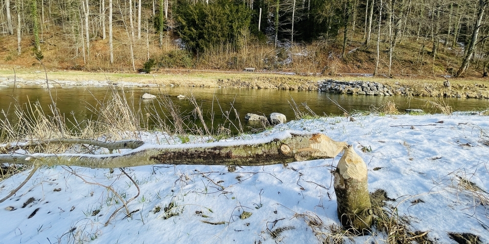 Der Fotobeweis: Der Biber ist neu auch im Sihlwald heimisch.