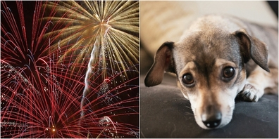 Feuerwerk ist für jedes Tier eine Belastung.