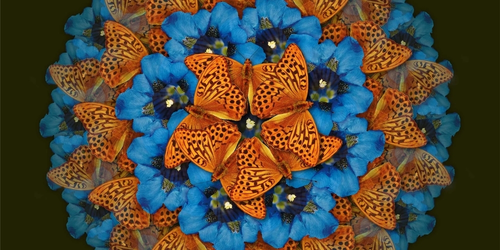 Kaisermantel-Schmetterlinge und Kochscher Enzian