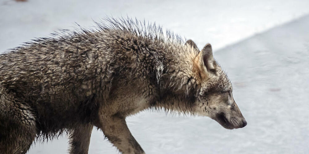 Ein Wolf hat sich im Siedlungsgebiet von Attinghausen UR aufgehalten. (Symbolbild)