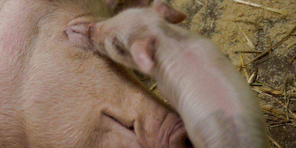 Am 19. Januar findet wieder ein Info-Tag rund um Schweine statt.